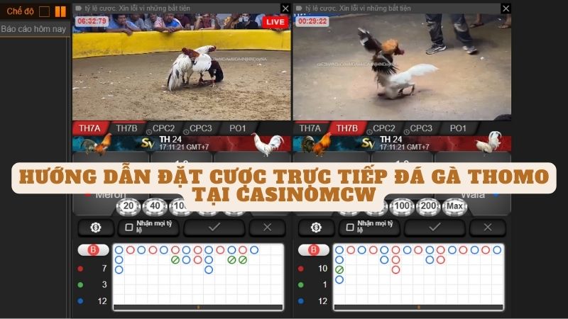 Hướng dẫn đặt cược trực tiếp đá gà thomo tại casinomcw