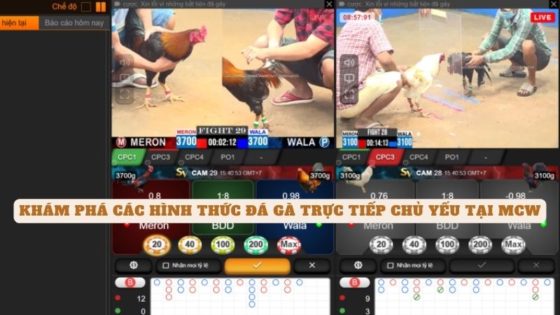 Khám phá các hình thức đá gà trực tiếp chủ yếu tại mcw