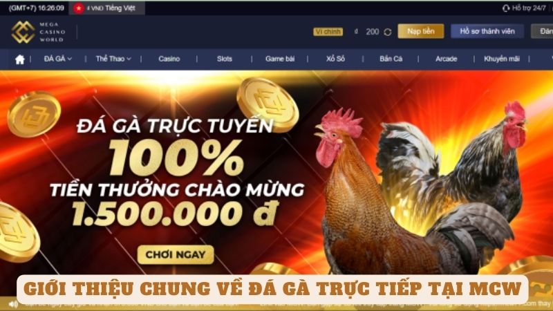 Giới thiệu chung về đá gà trực tiếp tại mcw