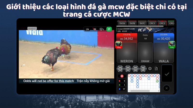 Giới thiệu các loại hình đá gà mcw đặc biệt chỉ có tại trang cá cược MCW